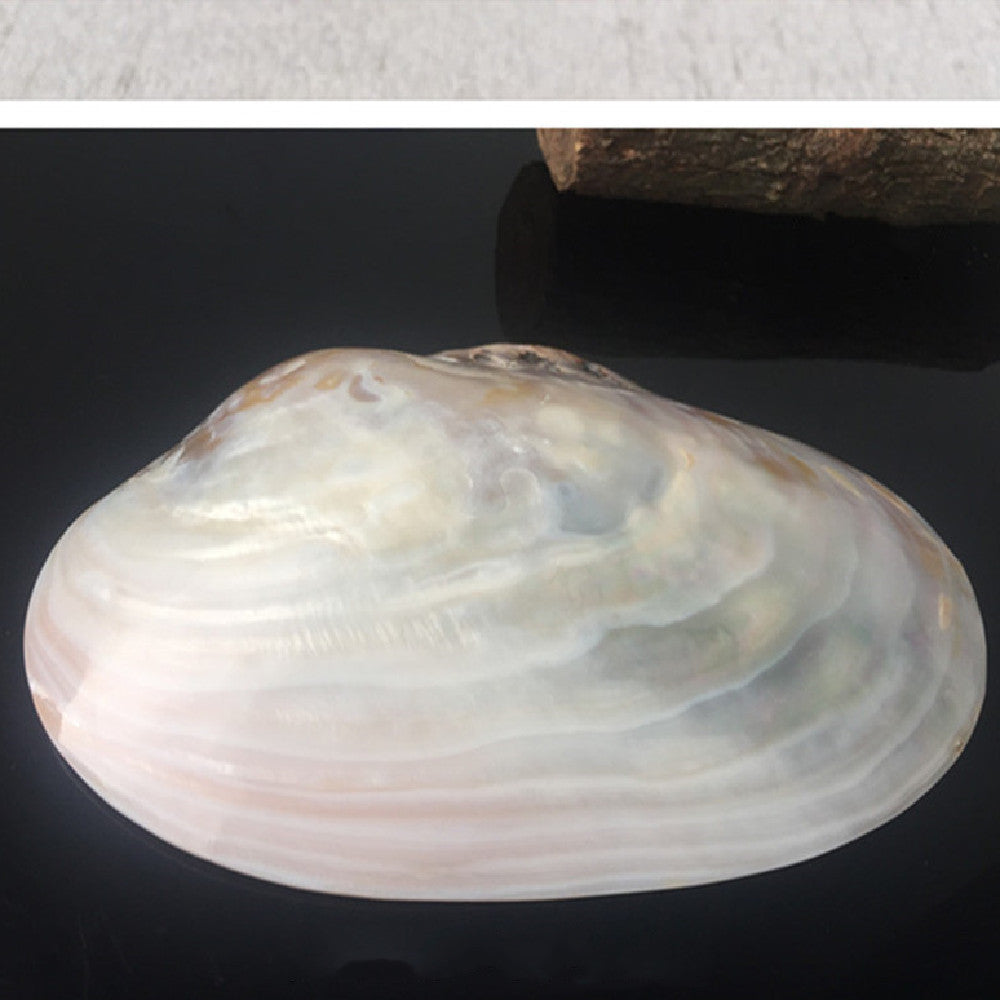 Home Craft Shell Decorations – Home Ornaments
