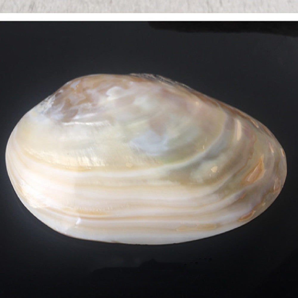 Home Craft Shell Decorations – Home Ornaments