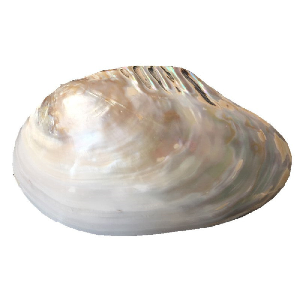 Home Craft Shell Decorations – Home Ornaments