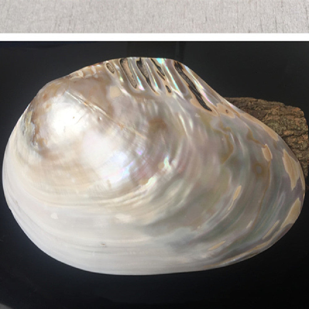 Home Craft Shell Decorations – Home Ornaments